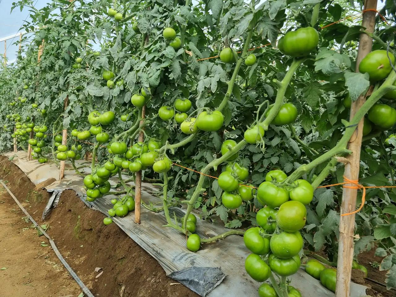 Hilera de tomateras en un invernadero